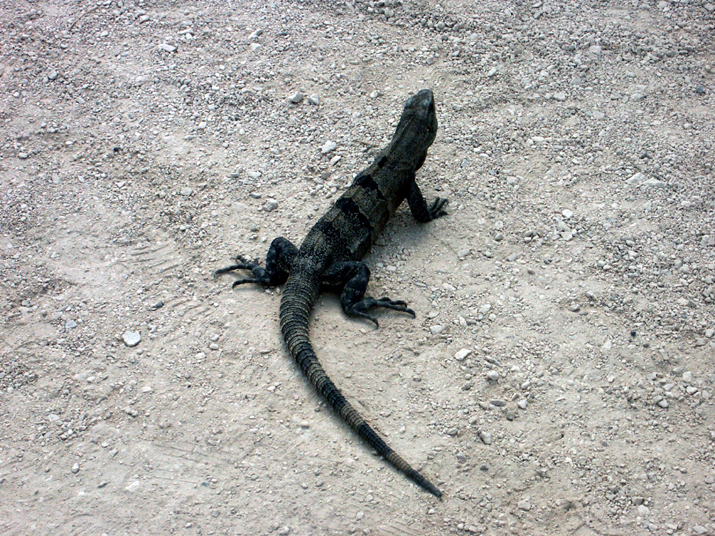 0704 tulum 45.jpg - DCF 1.0